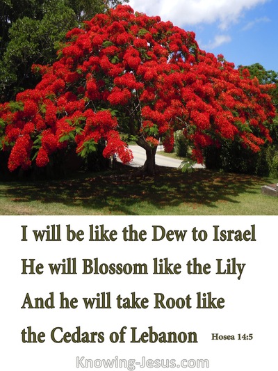 Hosea 14:5 Like Refreshing Dew To Israel (red)